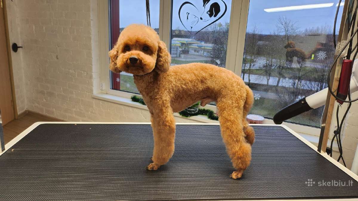 Šunų kirpykla pas Renatą Kaune Šilainiuose - nuotraukos Nr. 16