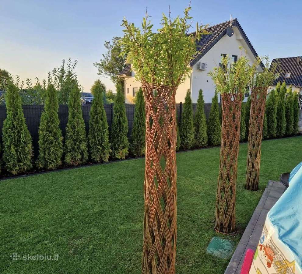 Tujos Pigiau Smaragd kadagiai pušys vazonėlyje - nuotraukos Nr. 20