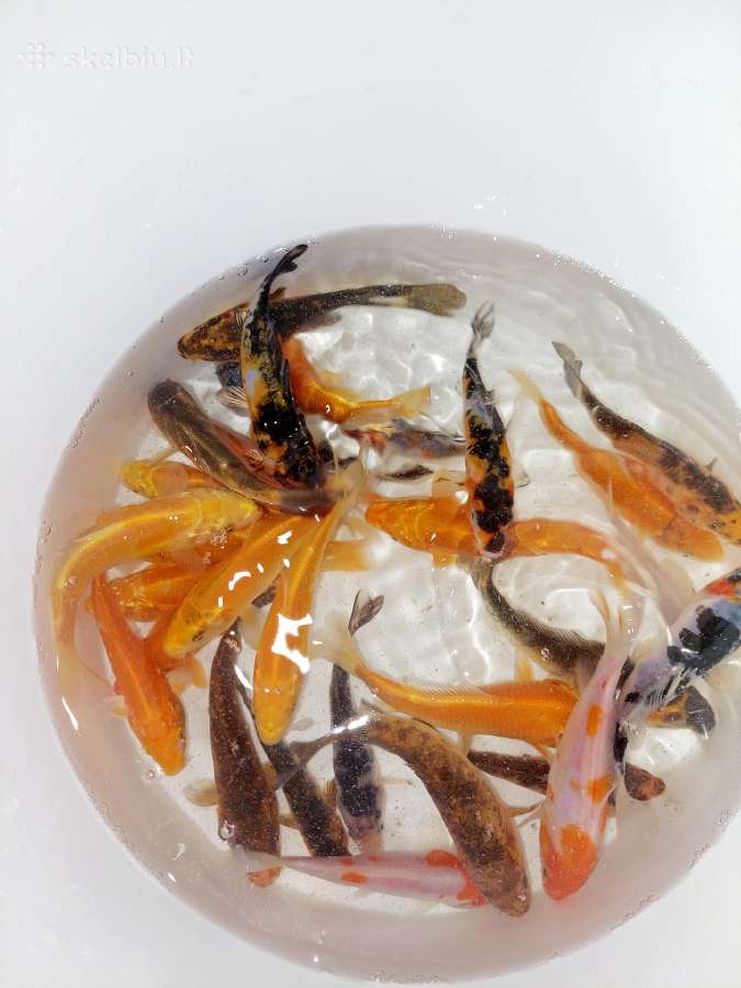 Koi karpis