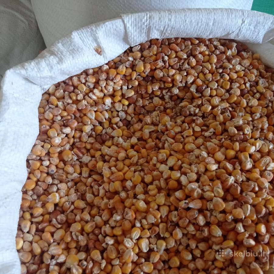 Parduodu kukuruzus 40kg 15 euru.tel. - nuotraukos Nr. 2