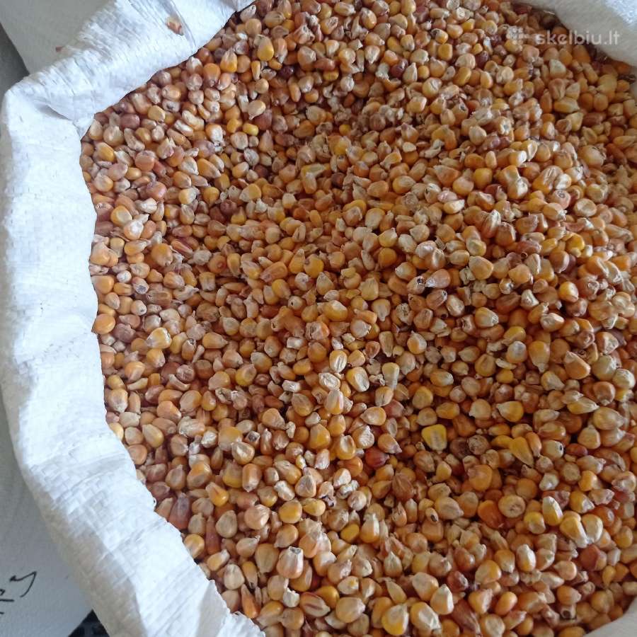 Parduodu kukuruzus 40kg 15 euru.tel. - nuotraukos Nr. 3