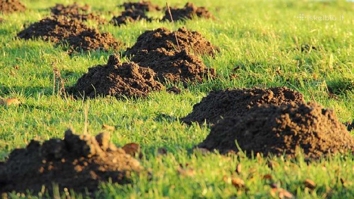 Profesionalus kurmių gaudymas visoje Lietuvoje