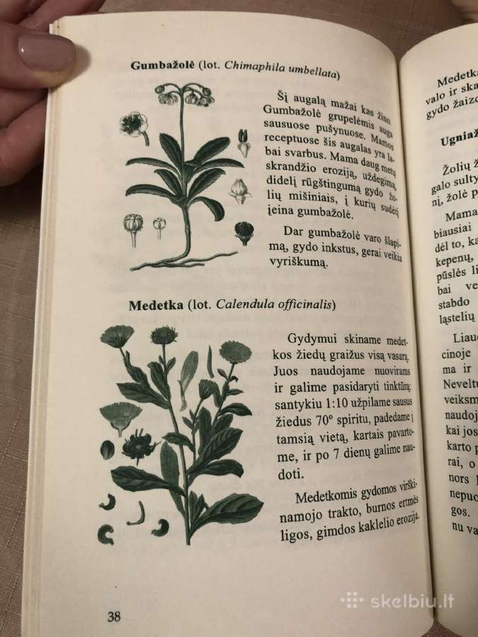 Mamos sveikatos knygelė - nuotraukos Nr. 5