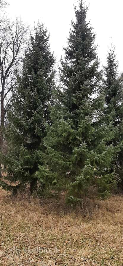 Parduodamos Juodosios pušys ir Paprastos pušys - nuotraukos Nr. 19
