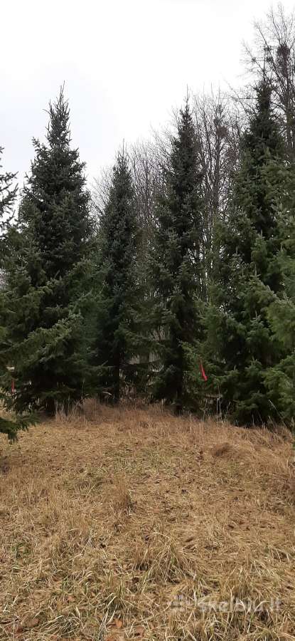 Parduodamos Juodosios pušys ir Paprastos pušys - nuotraukos Nr. 20