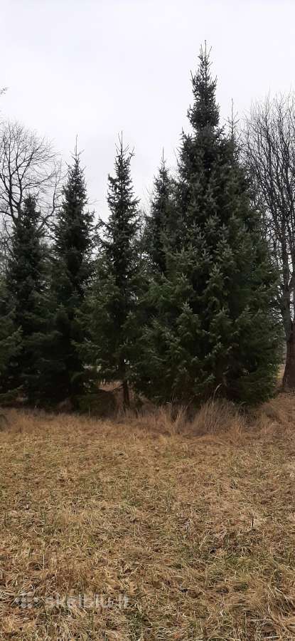 Juodosios ir kalninės pušys, serbinės eglės - nuotraukos Nr. 18