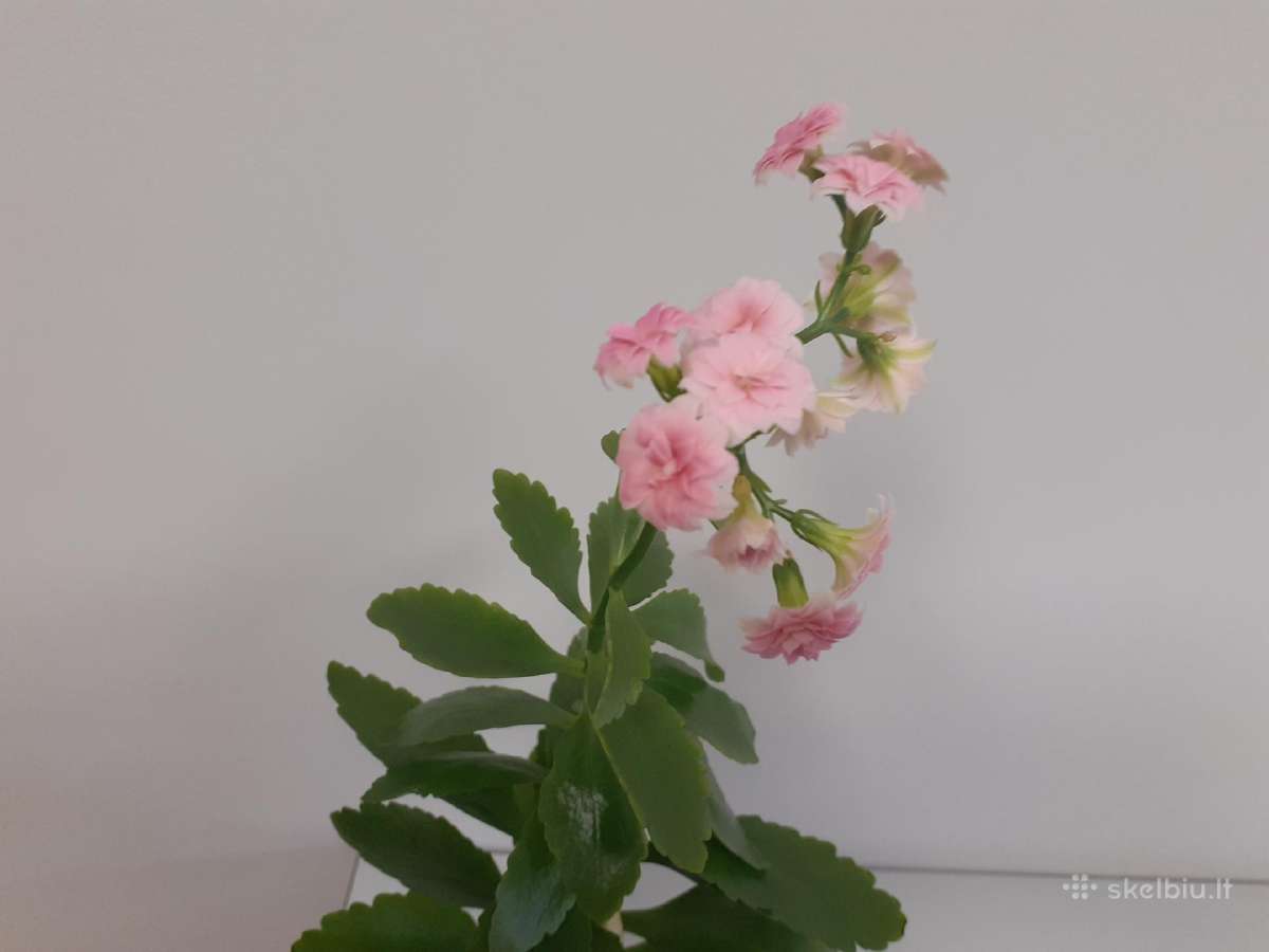 Kalanchoe+ Peperomia+hypoestes