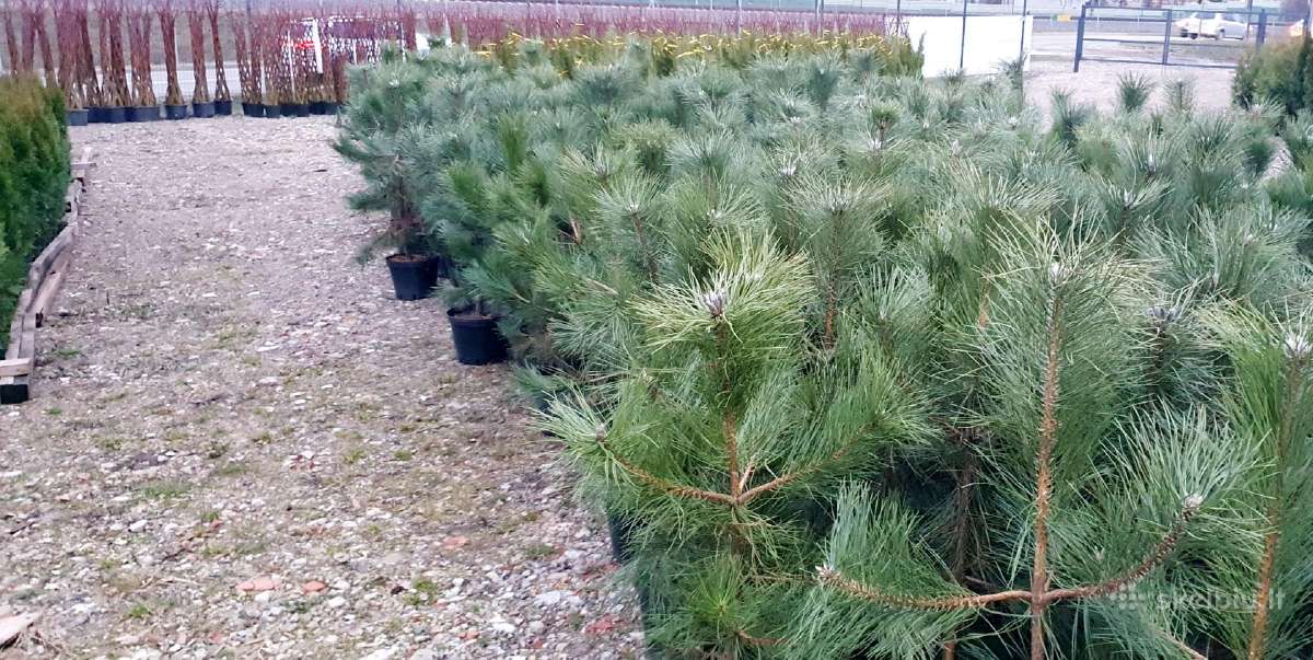 Juodosios Nigra ir kalnų pušys bonsai vazonuose - nuotraukos Nr. 6