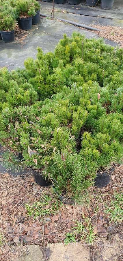 Juodosios Nigra ir kalnų pušys bonsai vazonuose - nuotraukos Nr. 10