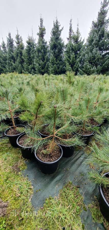 Juodosios Nigra ir kalnų pušys bonsai vazonuose - nuotraukos Nr. 7