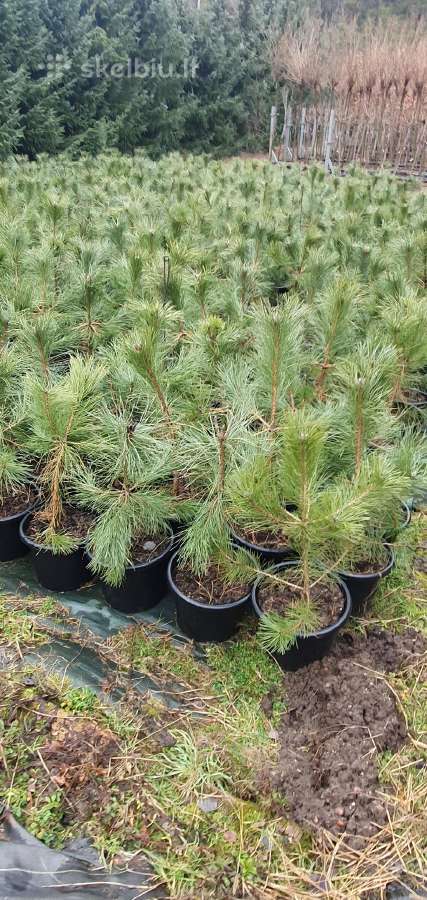 Juodosios Nigra ir kalnų pušys bonsai vazonuose - nuotraukos Nr. 16