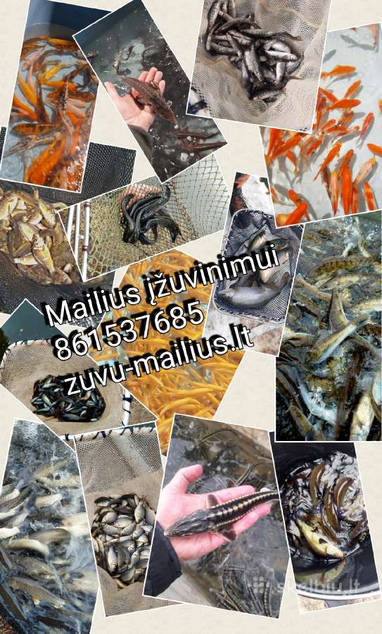Mailius, įžuvinimas, žuvų įžuvinimui - nuotraukos Nr. 3