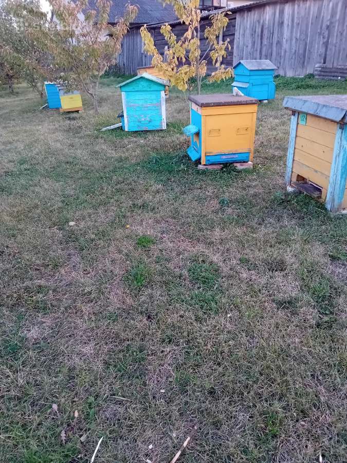 Daugiaauksti ruto avili su 26 metu seima