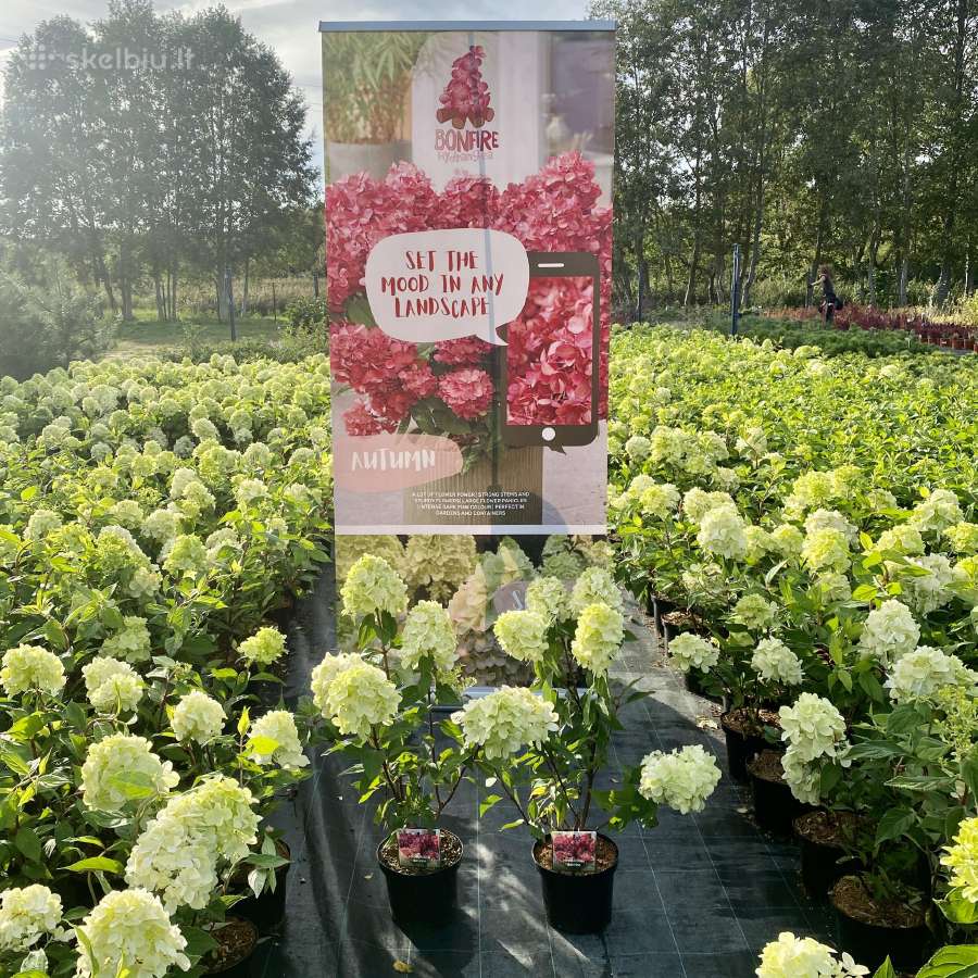 Hortenzijų pardavimas - Medelynas - nuotraukos Nr. 13