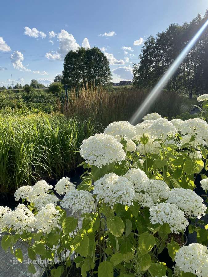 Hortenzijų pardavimas - Medelynas - nuotraukos Nr. 18