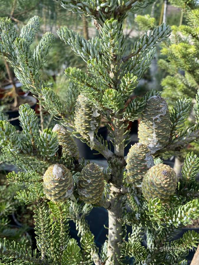 Spygliuočiai augalai - Medelynas - nuotraukos Nr. 21