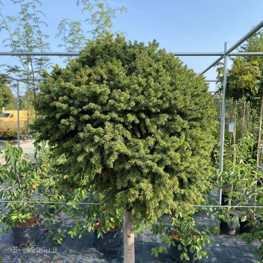 Spygliuočiai augalai - Medelynas - nuotraukos Nr. 30