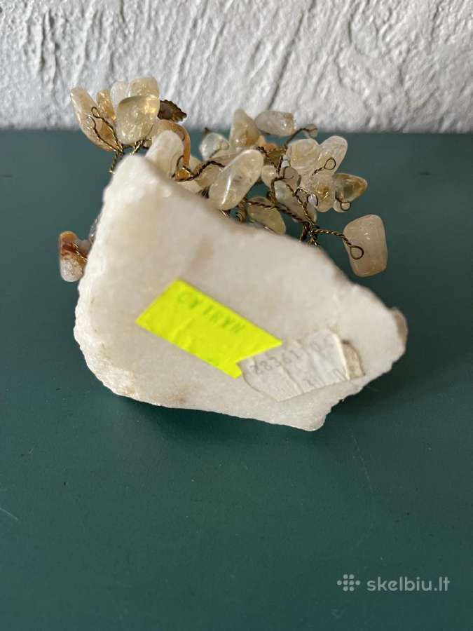 Citrinos akmenukų medelis - nuotraukos Nr. 3