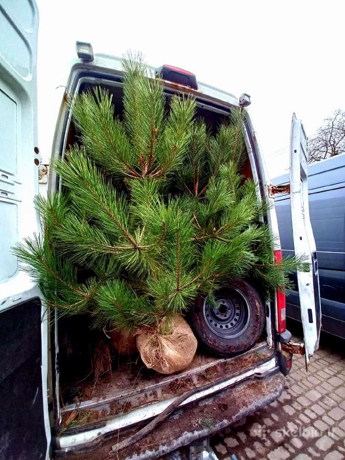 Tujos Smaragd premium, atvežame, pasodiname. - nuotraukos Nr. 36