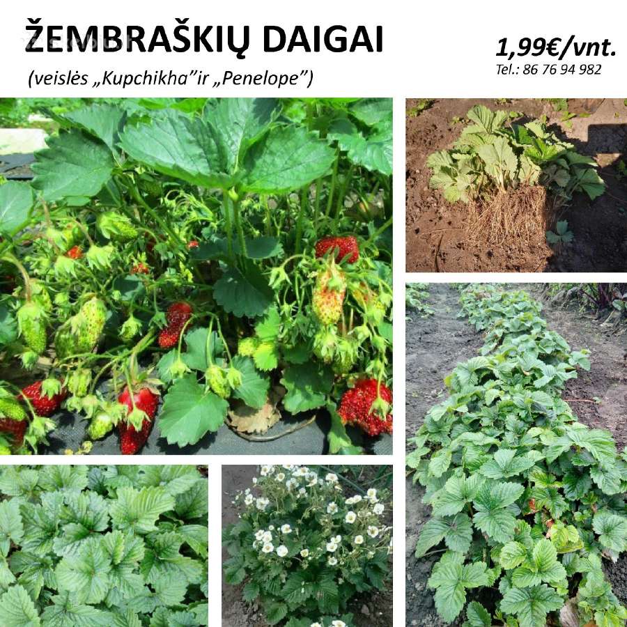 Žembraškės Kupčicha ir žemuogės, avietės - nuotraukos Nr. 2