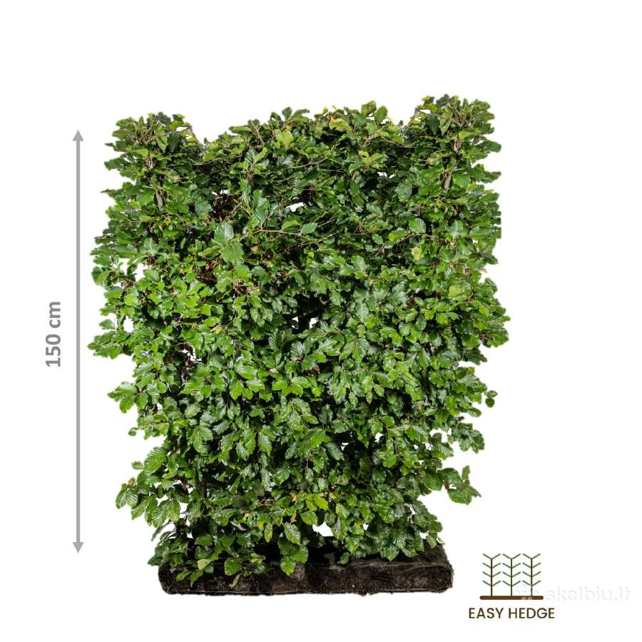 Fagus Sylvatica -Paprastasis bukas