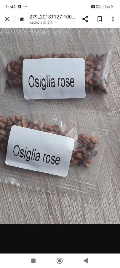 Osiglia rožių sėklos - nuotraukos Nr. 2
