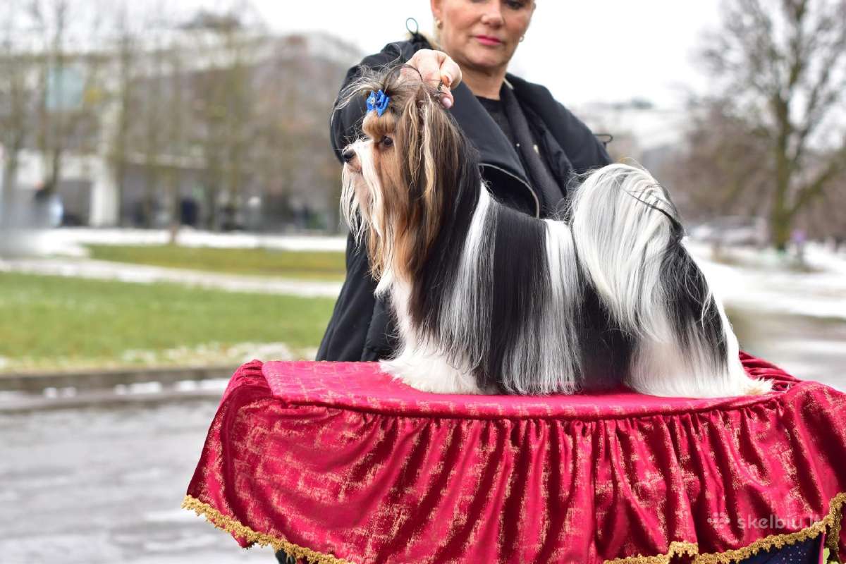 Kilmingas byverio terjeras kergimui - nuotraukos Nr. 8