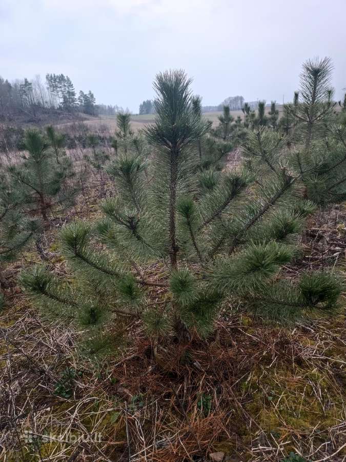 Juodosios pušys, kalnines, sidabrines eglutės - nuotraukos Nr. 4