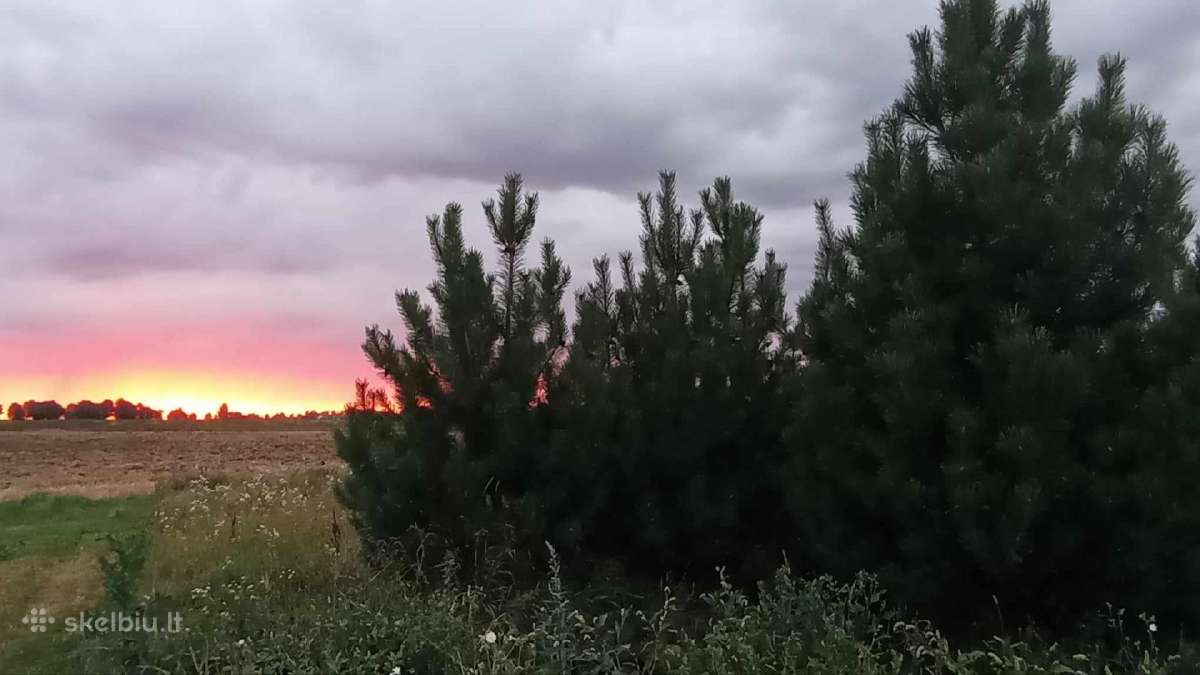 Didelės kalninės pušeles,papr.pušys, eglės,pocūgės - nuotraukos Nr. 8