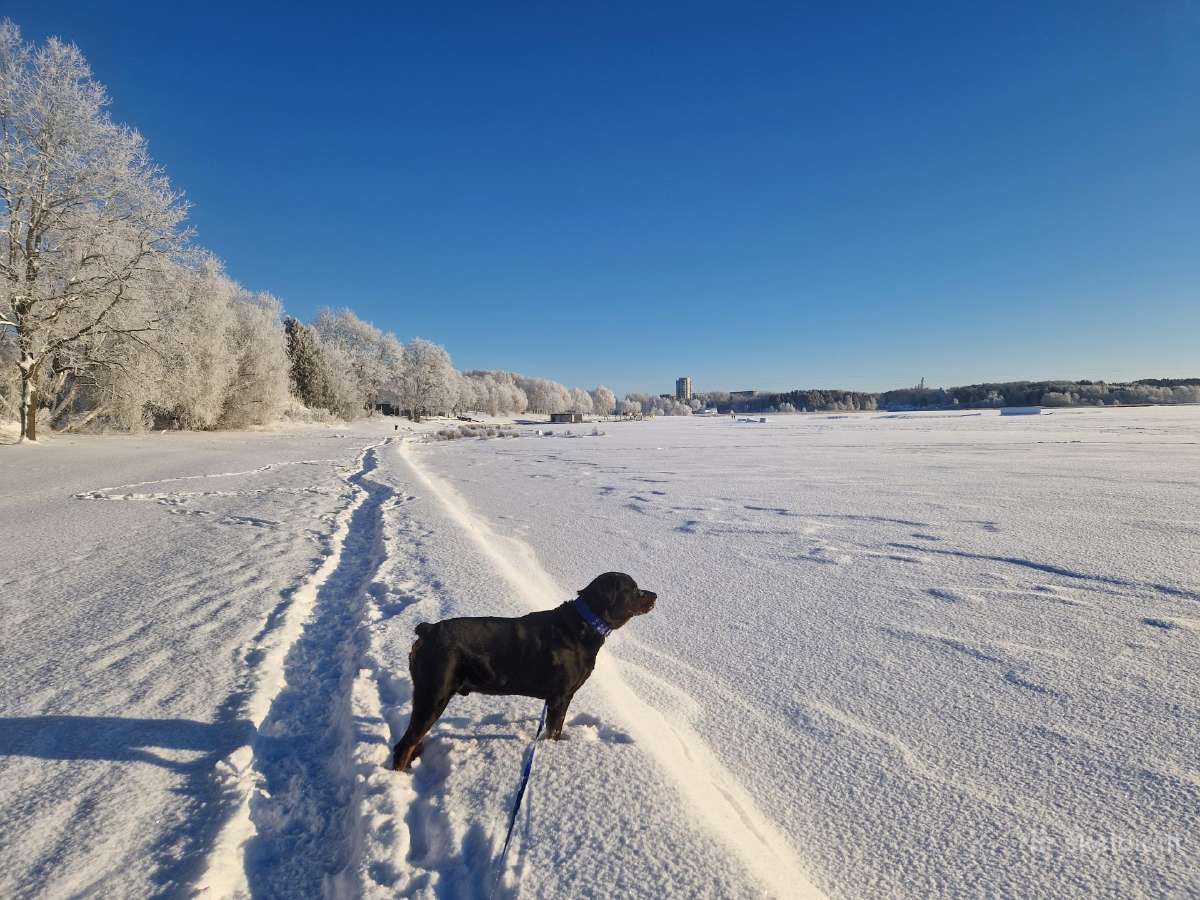 Rotveileris