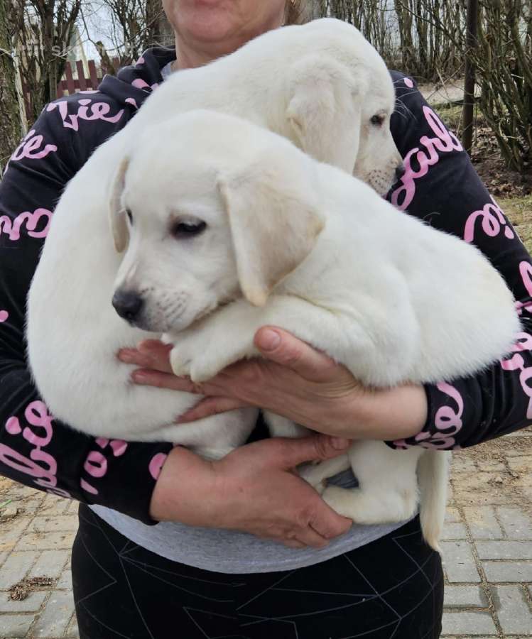 Kilmingi labradoro Retriveriai Angelų Rojus