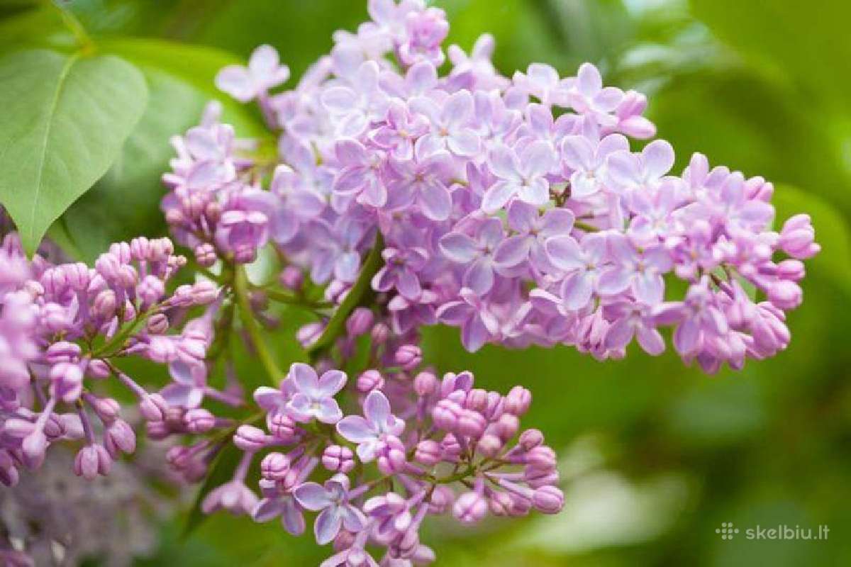 Gudobelės ir kiti nelepūs gyvatvoriniai augalai - nuotraukos Nr. 23