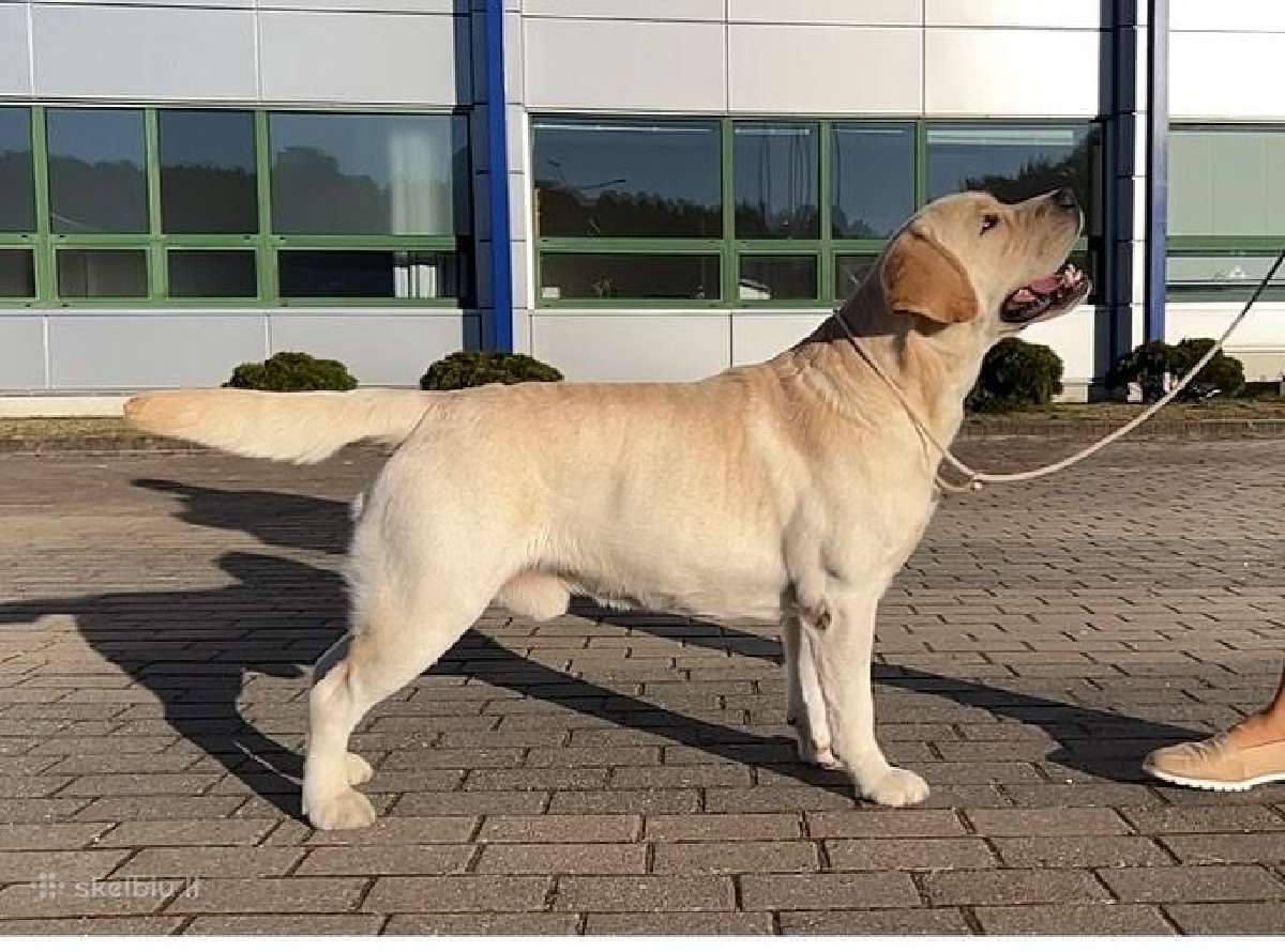 Labradoro retriveris reproduktorius - nuotraukos Nr. 13