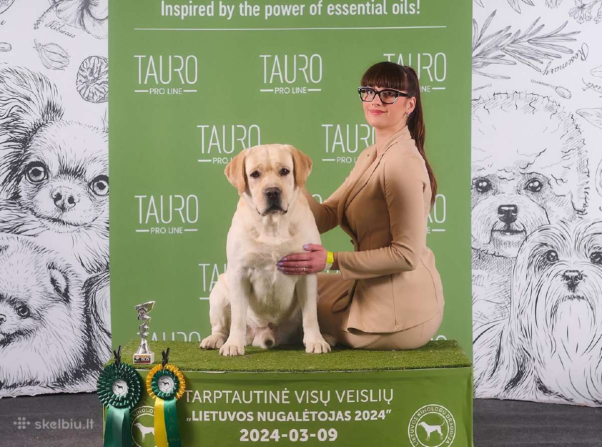 Labradoro retriveris reproduktorius - nuotraukos Nr. 14