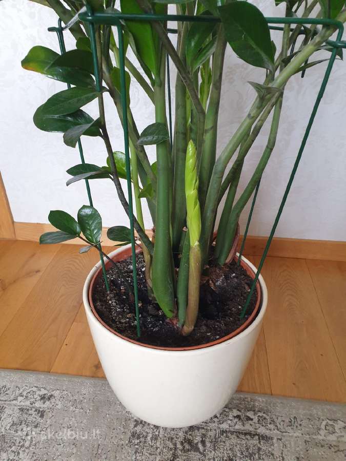 Pinigų medis, Zamiokulkas (3vnt.) - nuotraukos Nr. 4