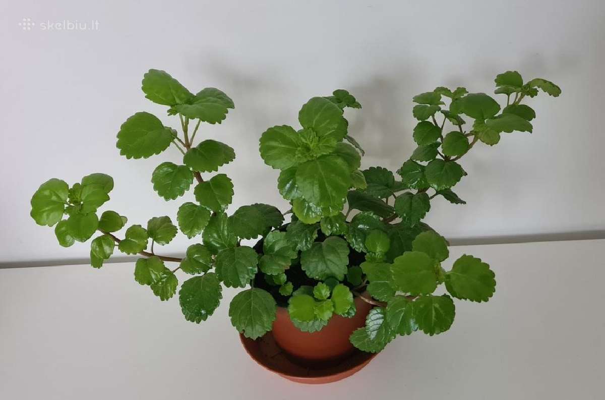 Gėlė Plektrantas