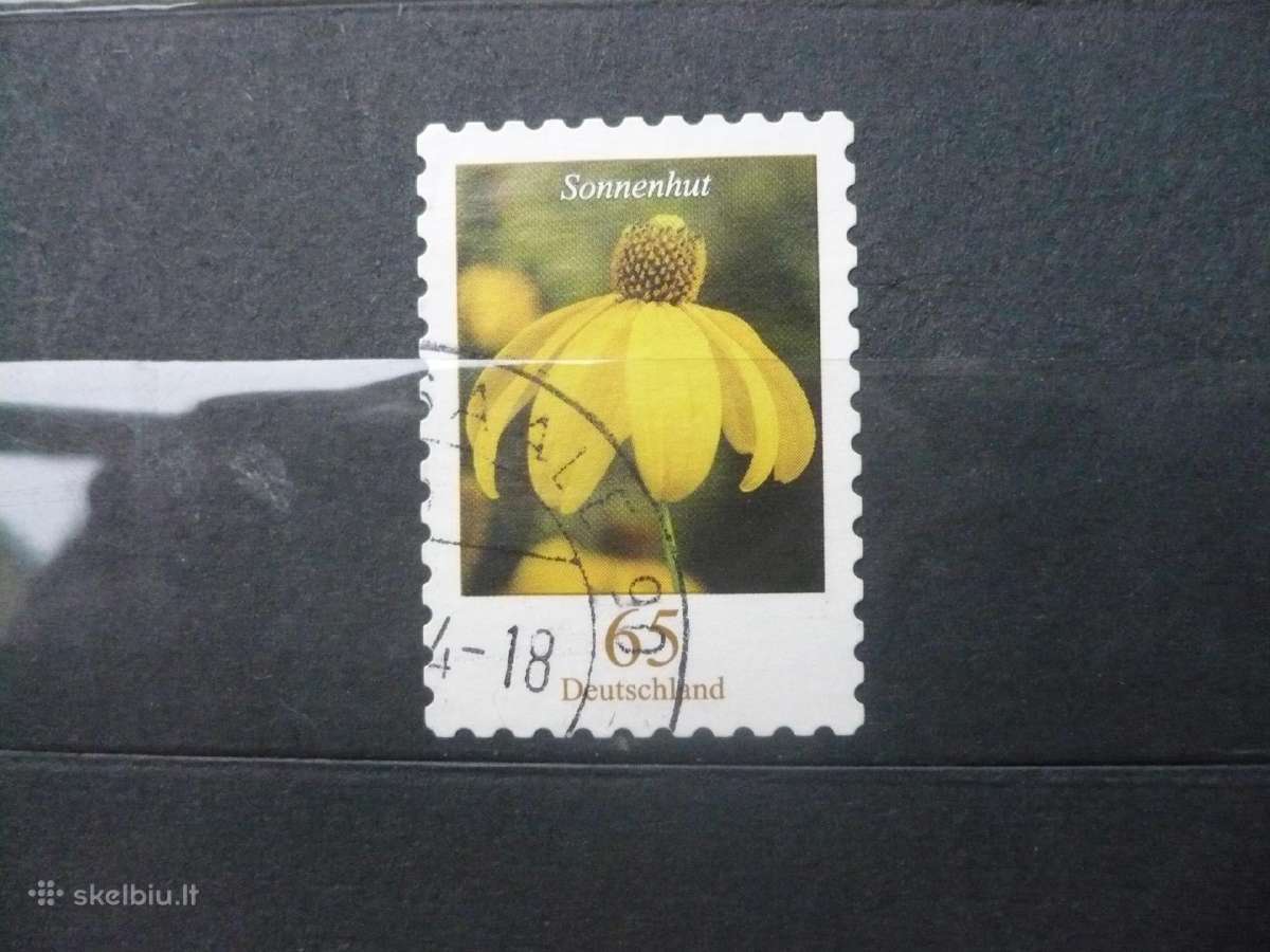 2006 m. galutinis klausimas – Brilliant Coneflower