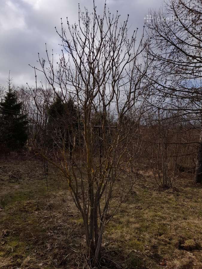 Vaismedžiai,juodosios pušys,gyvatvoriniai augalai - nuotraukos Nr. 21