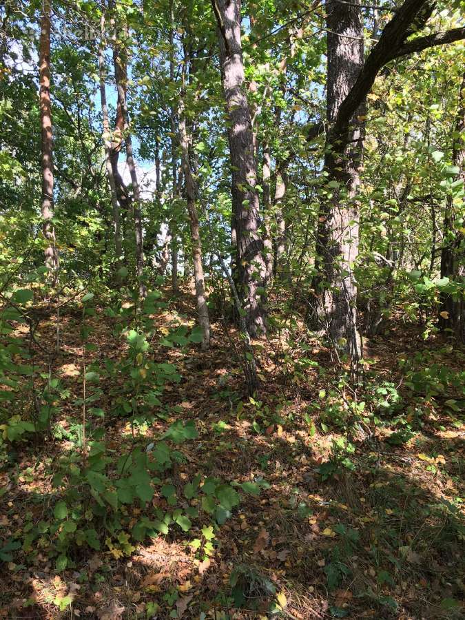 Parduodu 12.31ha žemės sklypą, 4,54 iš jų miškas - nuotraukos Nr. 3