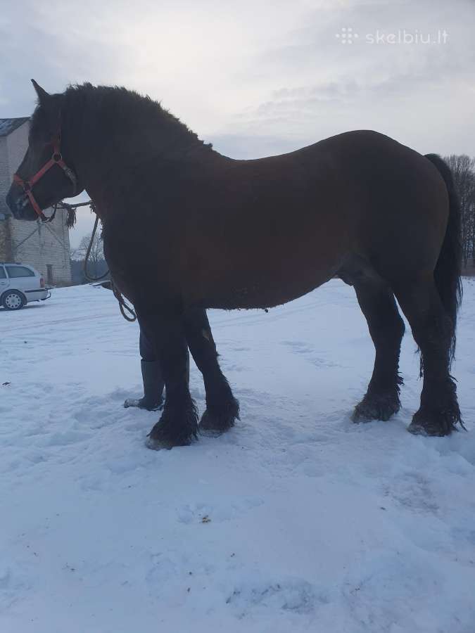 Lietuvos sunkieji Skelbiu.lt