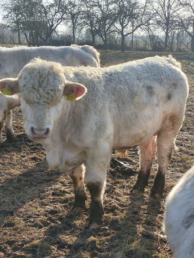 Šarole buliukas - Skelbiu.lt