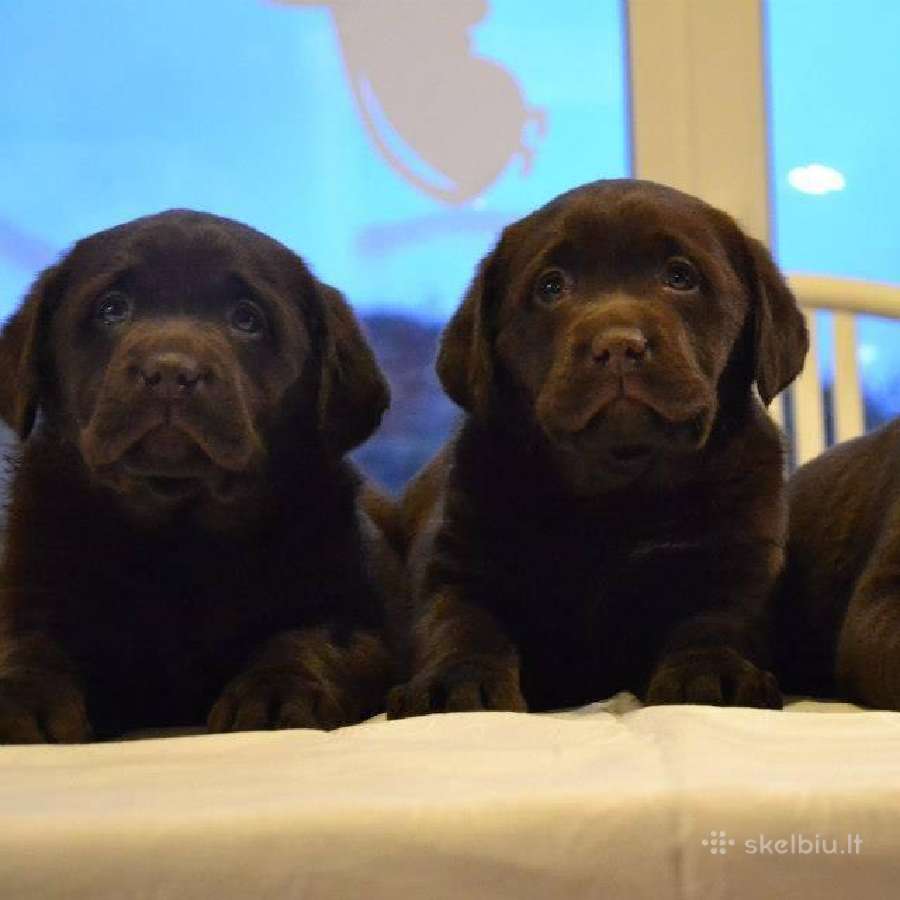 Kilmingi labradoro retriveriai - nuotraukos Nr. 3