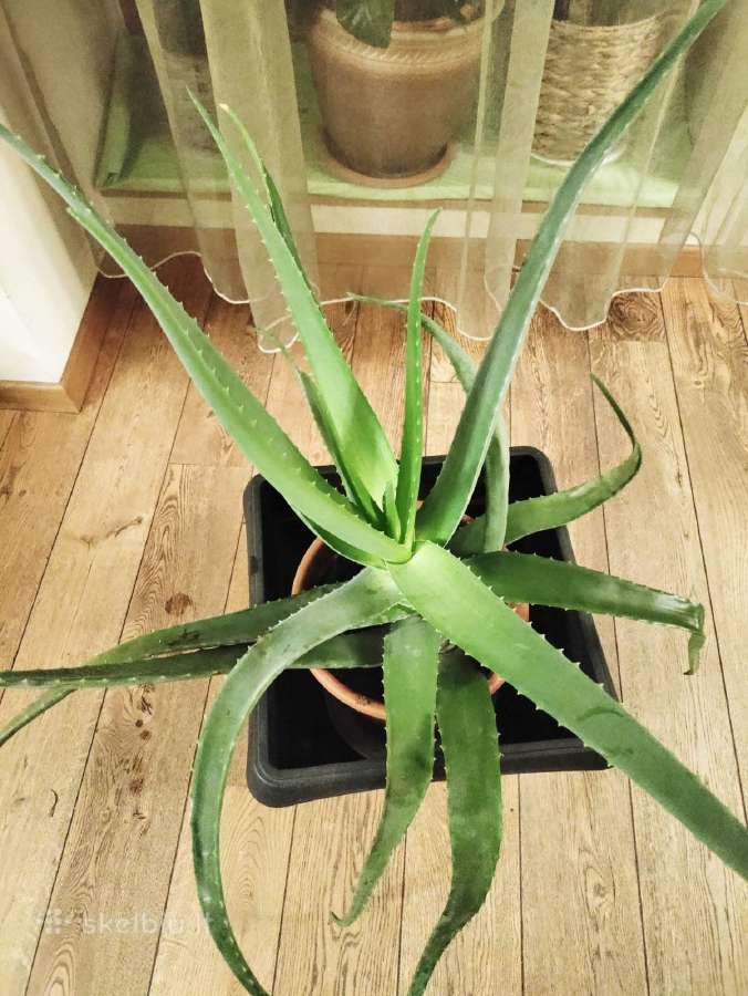 Kambarinė gėlė gydomasis"alijošas"iš Tenerifė. - nuotraukos Nr. 6