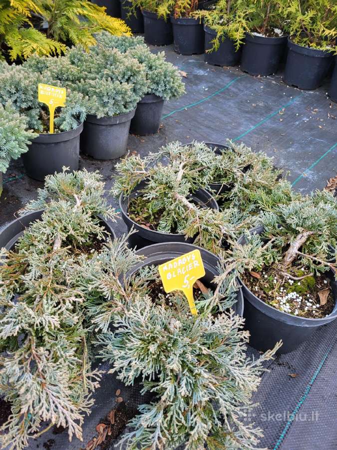 Tujos Smaragd, Brabant ir kt. spygliuočiai - nuotraukos Nr. 20