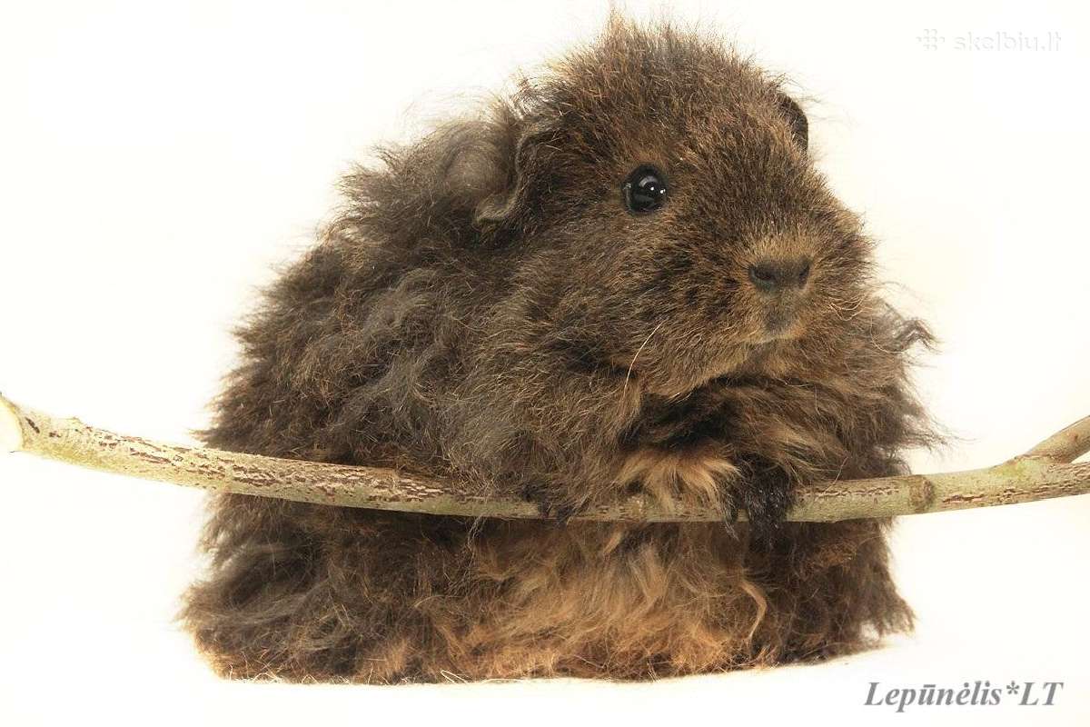Veislinės jūrų kiaulytės - nuotraukos Nr. 13