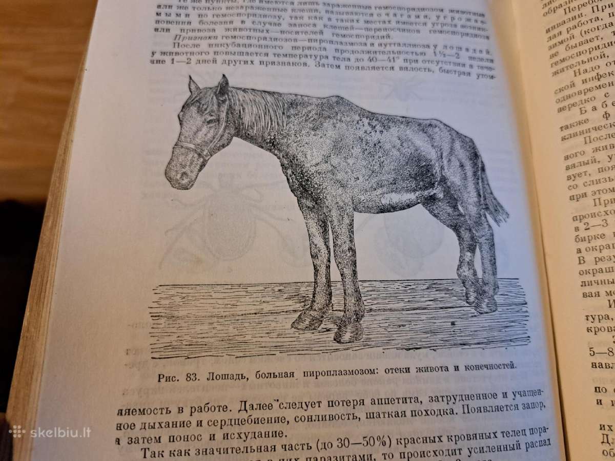 Mikrobiologijos, veterinarijos ir gyvūnų higienos - nuotraukos Nr. 9