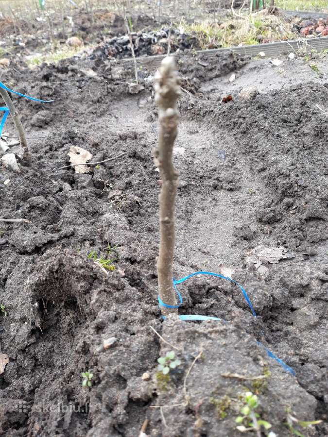 Graikinių riešutų sodinukai 4 metų . - nuotraukos Nr. 6