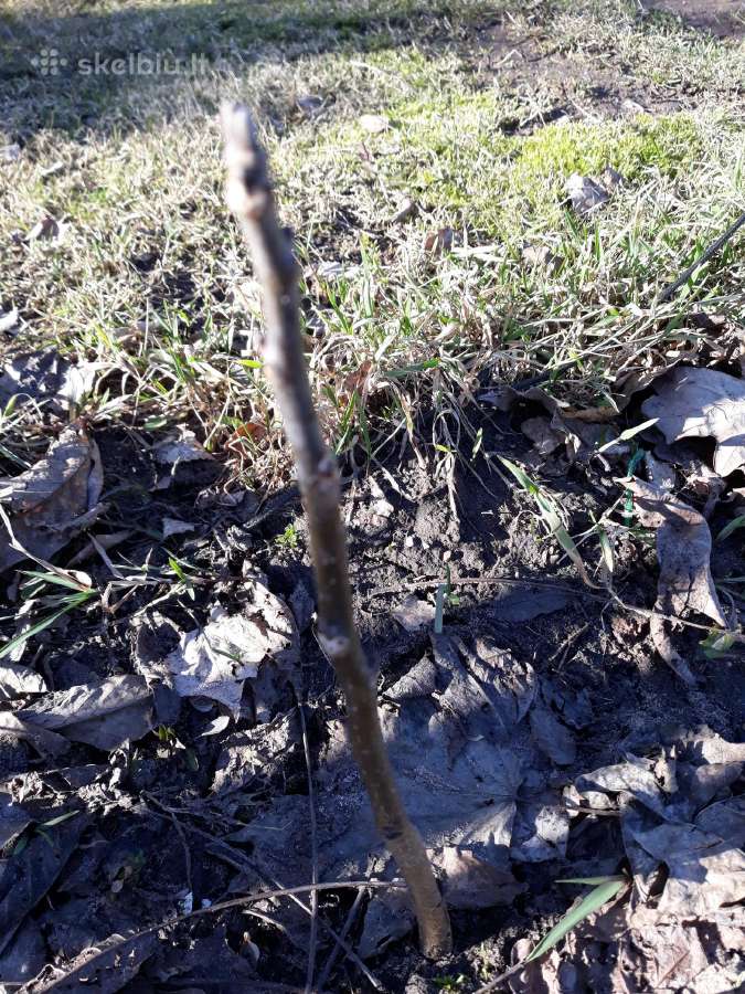 Graikinių riešutų sodinukai 4 metų . - nuotraukos Nr. 7