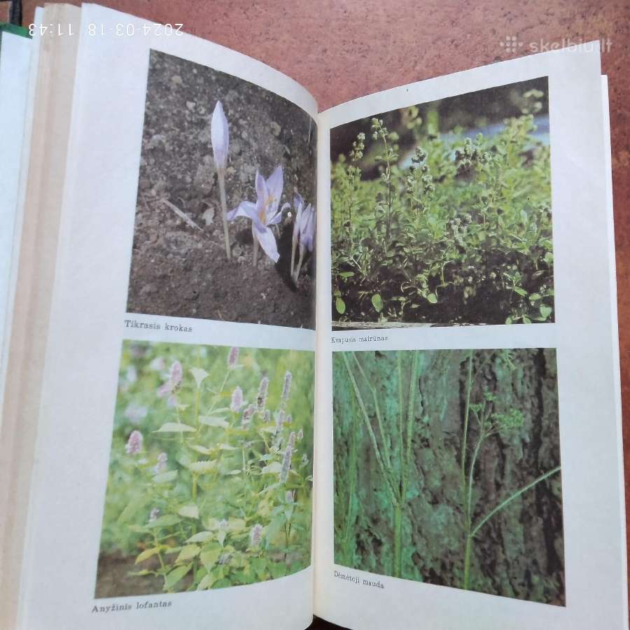 J. Jaskonis "Aromatiniai augalai" 1989 metai - nuotraukos Nr. 3