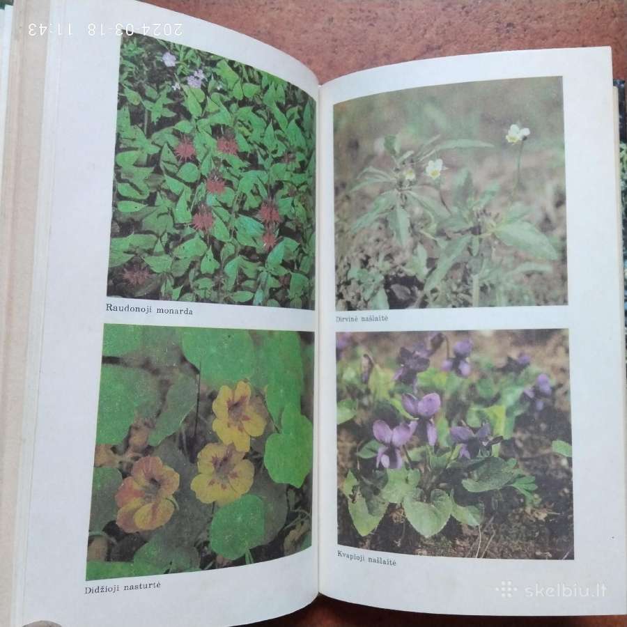 J. Jaskonis "Aromatiniai augalai" 1989 metai - nuotraukos Nr. 4